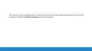 The nitrate in the mesophyll cells is reduced to nitrite by nitrate reductase present in the cytosol
and then to NH4+ by nitrite reductase in the chloroplasts
 