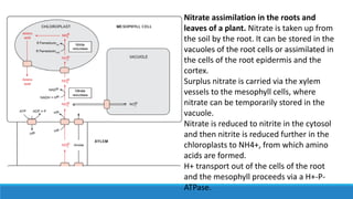 Nitrate assimilation in the roots and
leaves of a plant. Nitrate is taken up from
the soil by the root. It can be stored in the
vacuoles of the root cells or assimilated in
the cells of the root epidermis and the
cortex.
Surplus nitrate is carried via the xylem
vessels to the mesophyll cells, where
nitrate can be temporarily stored in the
vacuole.
Nitrate is reduced to nitrite in the cytosol
and then nitrite is reduced further in the
chloroplasts to NH4+, from which amino
acids are formed.
H+ transport out of the cells of the root
and the mesophyll proceeds via a H+-P-
ATPase.
 