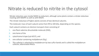 Nitrate reduction uses mostly NADH as reductant, although some plants contain a nitrate reductase
reacting with NADPH as well as with NADH.
The nitrate reductase of higher plants consists of two identical subunits.
The molecular mass of each subunit varies from 99 to 104 kDa, depending on the species.
Each subunit contains an electron transport chain consisting of
1. one ﬂavin adenine dinucleotide molecule (FAD),
2. one heme of the
3. cytochrome-b type (cyt-b557), and
4. one cofactor containing molybdenum (Fig.)
5. This cofactor is attached to molybdenum by two sulfur bonds and is called the molybdenum
cofactor, abbreviated MoCo.
Nitrate is reduced to nitrite in the cytosol
 
