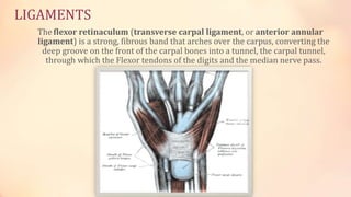 LIGAMENTS 
The flexor retinaculum (transverse carpal ligament, or anterior annular 
ligament) is a strong, fibrous band that arches over the carpus, converting the 
deep groove on the front of the carpal bones into a tunnel, the carpal tunnel, 
through which the Flexor tendons of the digits and the median nerve pass. 
 