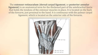 The extensor retinaculum (dorsal carpal ligament, or posterior annular 
ligament) is an anatomical term for the thickened part of the antebrachial fascia 
that holds the tendons of the extensor muscles in place. It is located on the back 
of the forearm, just proximal to the hand. It is continuous with the palmar carpal 
ligament, which is located on the anterior side of the forearm. 
 