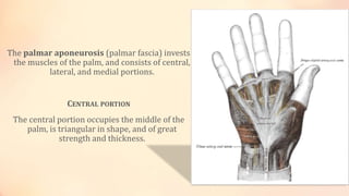 The palmar aponeurosis (palmar fascia) invests 
the muscles of the palm, and consists of central, 
lateral, and medial portions. 
CENTRAL PORTION 
The central portion occupies the middle of the 
palm, is triangular in shape, and of great 
strength and thickness. 
 