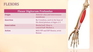 FLEXORS 
Flexor Digitorum Profundus 
Origin Anterior ulna and interosseous 
membrane 
Insertion By 4 tendons, each to the base of 
the distal phalanx of digits 2-5 
Innervation Medial half: Ulnar n. 
Lateral half: Median n. 
Action MCP, PIP and DIP flexion, wrist 
flexion 
 