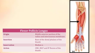 Flexor Pollicis Longus 
Origin Middle anterior portion of the 
radius and interosseous membrane 
Insertion Base of the distal phalanx of the 
thumb 
Innervation Median n. 
Action CMC, MCP and IP flexion of the 
thumb 
 