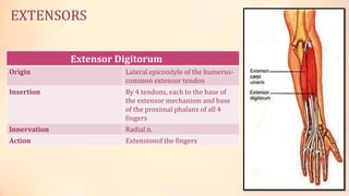 EXTENSORS 
Extensor Digitorum 
Origin Lateral epicondyle of the humerus-common 
extensor tendon 
Insertion By 4 tendons, each to the base of 
the extensor mechanism and base 
of the proximal phalanx of all 4 
fingers 
Innervation Radial n. 
Action Extensionof the fingers 
 