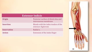Extensor Indicis 
Origin Posterior surface of distal ulna and 
interosseous membrane 
Insertion Blends with the index tendon of the 
extensor digitorum 
Innervation Radial n. 
Action Extension of the index finger 
 