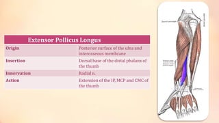 Extensor Pollicus Longus 
Origin Posterior surface of the ulna and 
interosseous membrane 
Insertion Dorsal base of the distal phalanx of 
the thumb 
Innervation Radial n. 
Action Extension of the IP, MCP and CMC of 
the thumb 
 