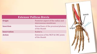 Extensor Pollicus Brevis 
Origin Posterior aspect of the radius and 
interosseous membrane 
Insertion Dorsal base of the proximal phalanx 
of the thumb 
Innervation Radial n. 
Action Extension of the MCP & CMC joints 
of the thumb 
 