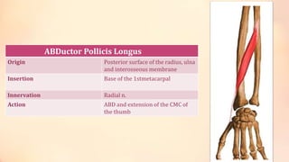 ABDuctor Pollicis Longus 
Origin Posterior surface of the radius, ulna 
and interosseous membrane 
Insertion Base of the 1stmetacarpal 
Innervation Radial n. 
Action ABD and extension of the CMC of 
the thumb 
 