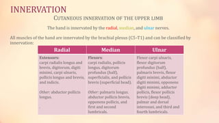 INNERVATION 
CUTANEOUS INNERVATION OF THE UPPER LIMB 
The hand is innervated by the radial, median, and ulnar nerves. 
All muscles of the hand are innervated by the brachial plexus (C5–T1) and can be classified by 
innervation: 
Radial Median Ulnar 
Extensors: 
carpi radialis longus and 
brevis, digitorum, digiti 
minimi, carpi ulnaris, 
pollicis longus and brevis, 
and indicis. 
Other: abductor pollicis 
longus. 
. 
Flexors: 
carpi radialis, pollicis 
longus, digitorum 
profundus (half), 
superficialis, and pollicis 
brevis (superficial head). 
Other: palmaris longus. 
abductor pollicis brevis, 
opponens pollicis, and 
first and second 
lumbricals. 
Flexor carpi ulnaris, 
flexor digitorum 
profundus (half), 
palmaris brevis, flexor 
digiti minimi, abductor 
digiti minimi, opponens 
digiti minimi, adductor 
pollicis, flexor pollicis 
brevis (deep head), 
palmar and dorsal 
interossei, and third and 
fourth lumbricals. 
 