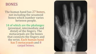 BONES 
The human hand has 27 bones, 
not including the sesamoid 
bones which number varies 
between people. 
14 of which are the phalanges 
(proximal, intermediate and 
distal) of the fingers. The 
metacarpals are the bones 
that connects the fingers and 
the wrist. Each human hand 
has 5 metacarpals and 8 
carpal bones. 
 