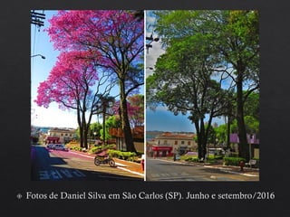 Handroanthus heptaphyllus - Ipê Rosa
