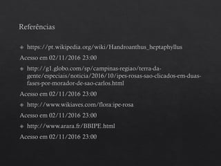 Handroanthus heptaphyllus - Ipê Rosa