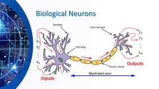 Biological Neurons
 