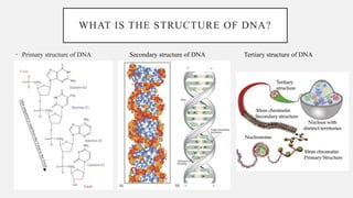 Isolation of genomic DNA from Animal Tissue | PPTX