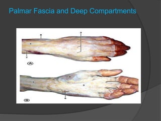 Detailed Hand surgical anatomy by mohamed abdelhady | PPTX