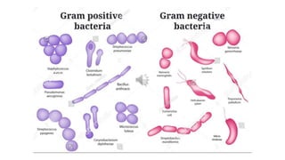 GLOBAL Hands washing DAY