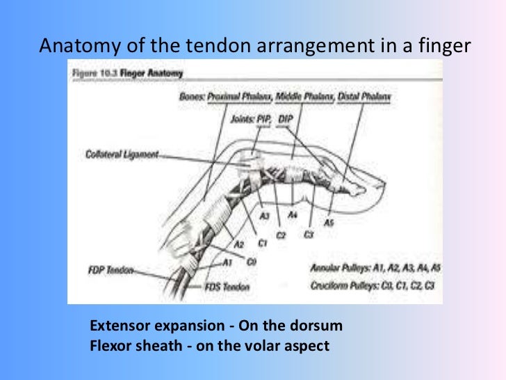 Hand trauma - soft tissue injuries overview ,principles of management