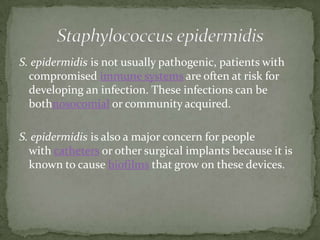 S. epidermidis is not usually pathogenic, patients with
compromised immune systems are often at risk for
developing an infection. These infections can be
bothnosocomial or community acquired.
S. epidermidis is also a major concern for people
with catheters or other surgical implants because it is
known to cause biofilms that grow on these devices.
 