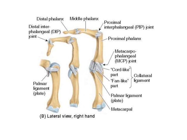 Hand, wrist and forearm gross anatomy .pptx