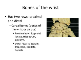 Hand, wrist and forearm gross anatomy .pptx