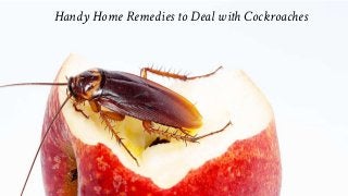 Handy Home Remedies to Deal with Cockroaches
 