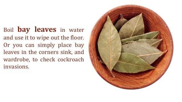 Home Remedies For Small Cockroaches In Kitchen Home Remedies For Small Cockroaches In Kitchen