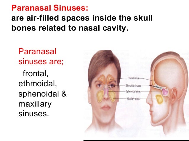 paranasal sinuses