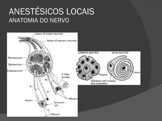 ANESTÉSICOS LOCAIS ANATOMIA DO NERVO 