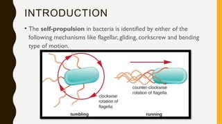 Hanging Drop Method_microbiology_KripaRaghunathan.pptx