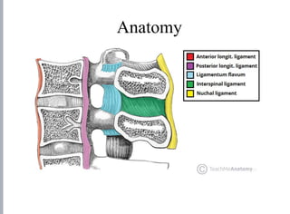 Anatomy
 