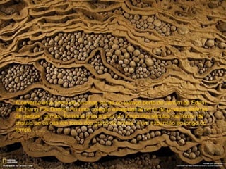 A caverna está cheia de piscinas secas no terraço perto do Jardim do Edam
em Hang Fils Doong. Há uma coleção excepcionalmente de grandes esferas
de pedras, gemas, formada gota a gota, ao longo dos séculos, na forma de
cristais de calcita em torno dos grãos de areias, e em expansão ao longo do
tempo ... ....
 