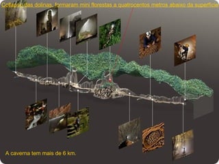 Collapso das dolinas, formaram mini florestas a quatrocentos metros abaixo da superfície




 A caverna tem mais de 6 km.
 