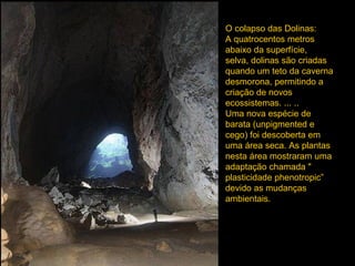 O colapso das Dolinas:
A quatrocentos metros
abaixo da superfície,
selva, dolinas são criadas
quando um teto da caverna
desmorona, permitindo a
criação de novos
ecossistemas. ... ..
Uma nova espécie de
barata (unpigmented e
cego) foi descoberta em
uma área seca. As plantas
nesta área mostraram uma
adaptação chamada "
plasticidade phenotropic”
devido as mudanças
ambientais.
 