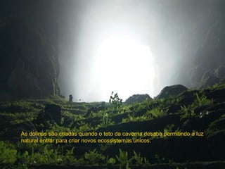 As dolinas são criadas quando o teto da caverna desaba permitindo a luz
natural entrar para criar novos ecossistemas únicos.
 