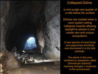 Collapsed Doline   -a mini jungle one quarter of a mile below the surface Dolines are created when a cave system ceiling collapses inwards allowing daylight to stream in and create new and unique ecosystems. A new species of wood louse (non-pigmented and blind) was discovered in a dry side passage. The plants in this area exhibited an adaptation called “ phenotropic plasticity”  meaning changes in response to the environment. 
