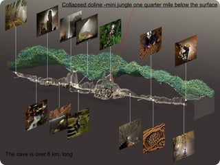 The cave is over 6 km. long
Collapsed doline -mini jungle one quarter mile below the surface
 