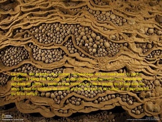 La grotte est remplie de piscines desséchées en terrasse près du jardin
d'Edam à Hang Fils Doong. Une collection exceptionnellement grande de
sphères de pierres , perles rares,formées goutte à goutte au fil des siècles
sous forme de cristaux de calcite autour des grains de sable, et s’élargissant
au fil du temps…….
 