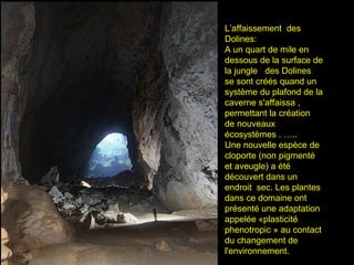 L’affaissement des
Dolines:
A un quart de mile en
dessous de la surface de
la jungle des Dolines
se sont créés quand un
système du plafond de la
caverne s'affaissa ,
permettant la création
de nouveaux
écosystèmes . …..
Une nouvelle espèce de
cloporte (non pigmenté
et aveugle) a été
découvert dans un
endroit sec. Les plantes
dans ce domaine ont
présenté une adaptation
appelée «plasticité
phenotropic » au contact
du changement de
l'environnement.
 