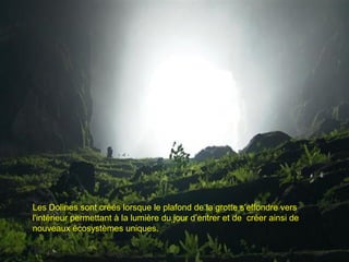 Les Dolines sont créés lorsque le plafond de la grotte s'effondre vers
l'intérieur permettant à la lumière du jour d’entrer et de créer ainsi de
nouveaux écosystèmes uniques.
 