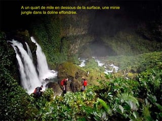 A un quart de mile en dessous de la surface, une minie
jungle dans la doline effondrée.
 