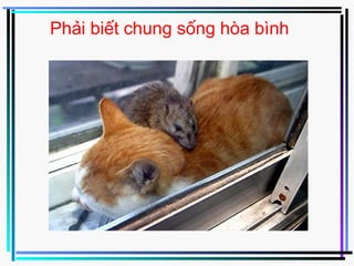 Phải biết chung sống hòa bình
 