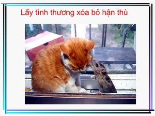 Lấy tình thương xóa bỏ hận thù
 