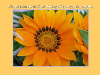 V ừa đủ niềm vui để có thể thưởng thức vị ngọt của cuộc đời 