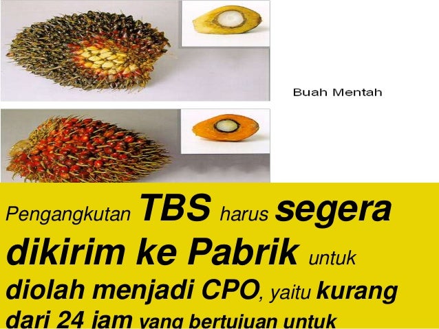 4000 Gambar Buah Kelapa Sawit Mentah HD Terbaik 4000 Gambar Buah Kelapa Sawit Mentah HD Terbaik