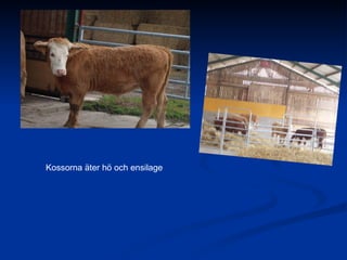 Haningetorp 8C | PPT