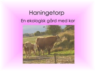 Haningetorp En ekologisk gård med kor 