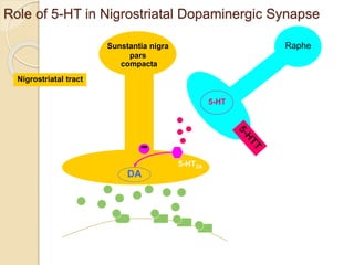 DA
D1
D2
Caudate/putamen
Normal function
Sunstantia nigra
pars
compacta
5-HT2A
-
5-HT
Raphe
Role of 5-HT in Nigrostriatal Dopaminergic Synapse
Nigrostriatal tract