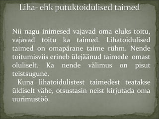 Nii nagu inimesed vajavad oma eluks toitu,
vajavad toitu ka taimed. Lihatoidulised
taimed on omapärane taime rühm. Nende
t...