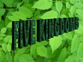 1 FIVE KINGDOMS 